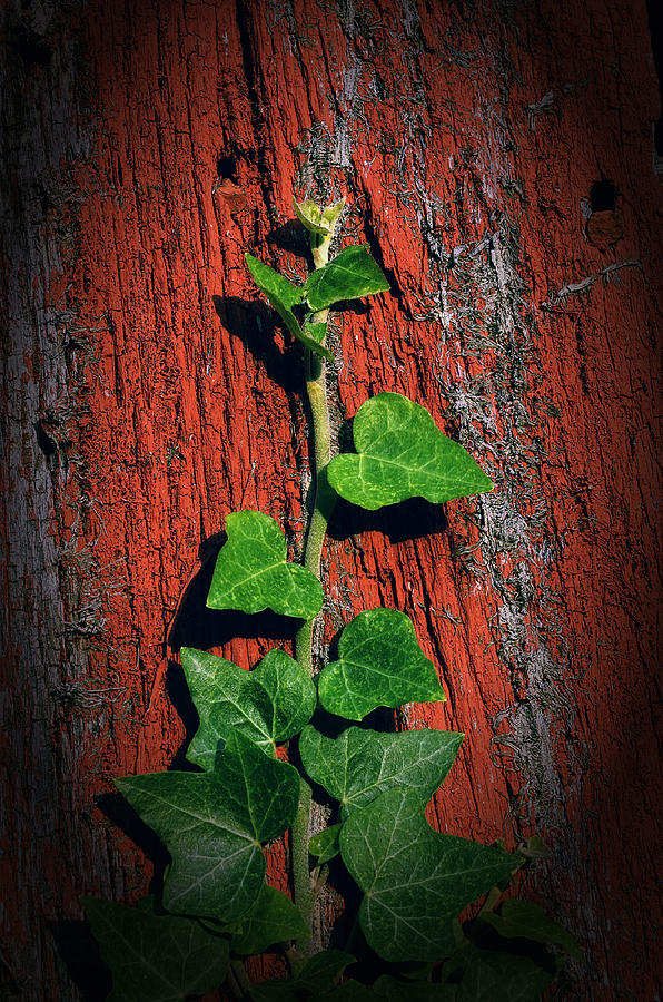 Ivy on Red Board Photograph by Steve Hurt