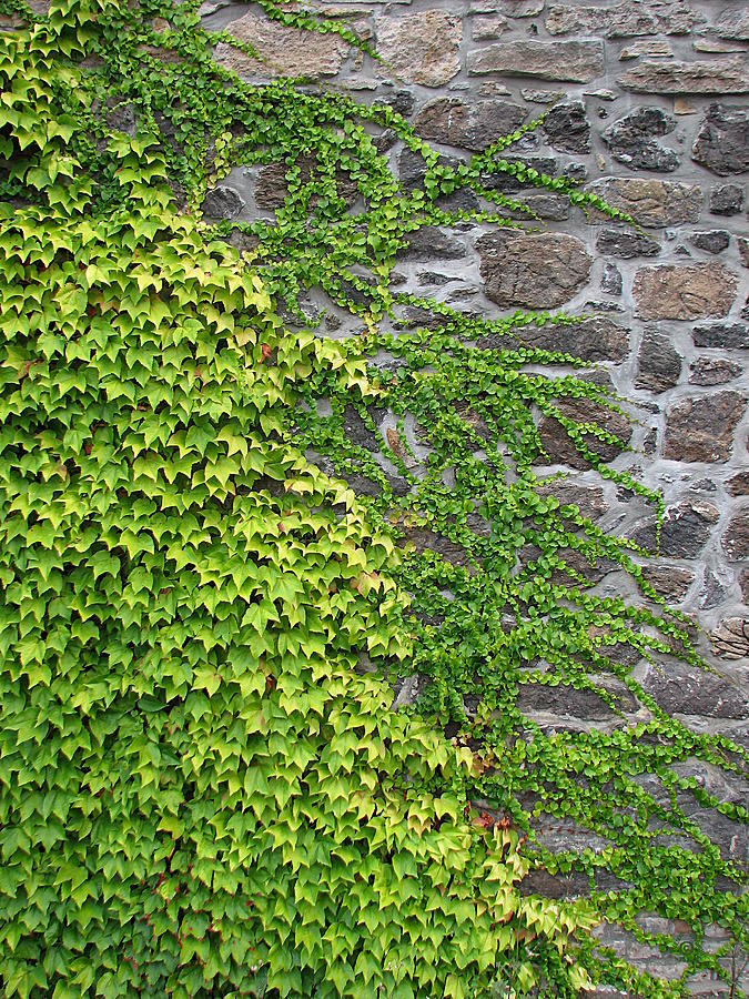 Ivy On Stone Photograph by Ben Freeman