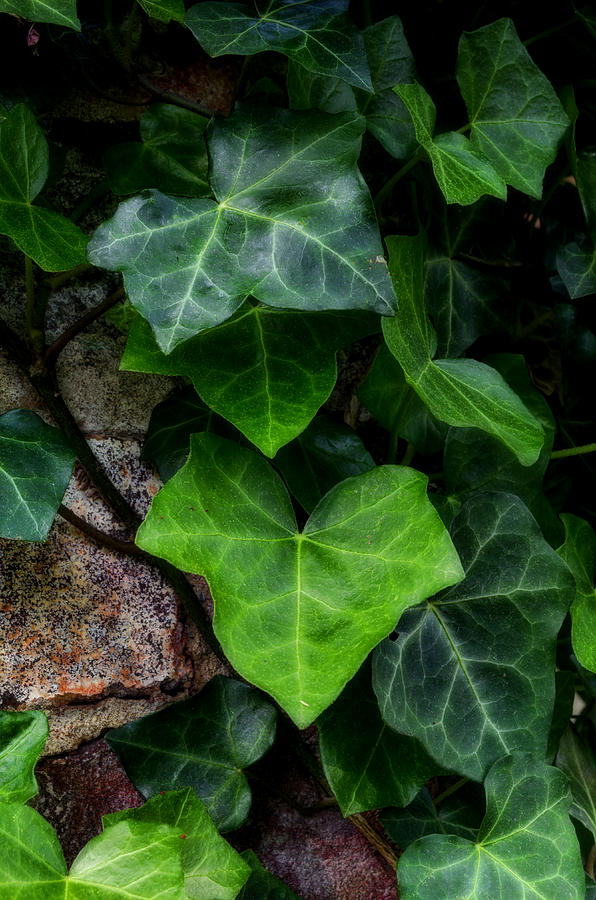 Ivy over Rocks Photograph by Steve Hurt