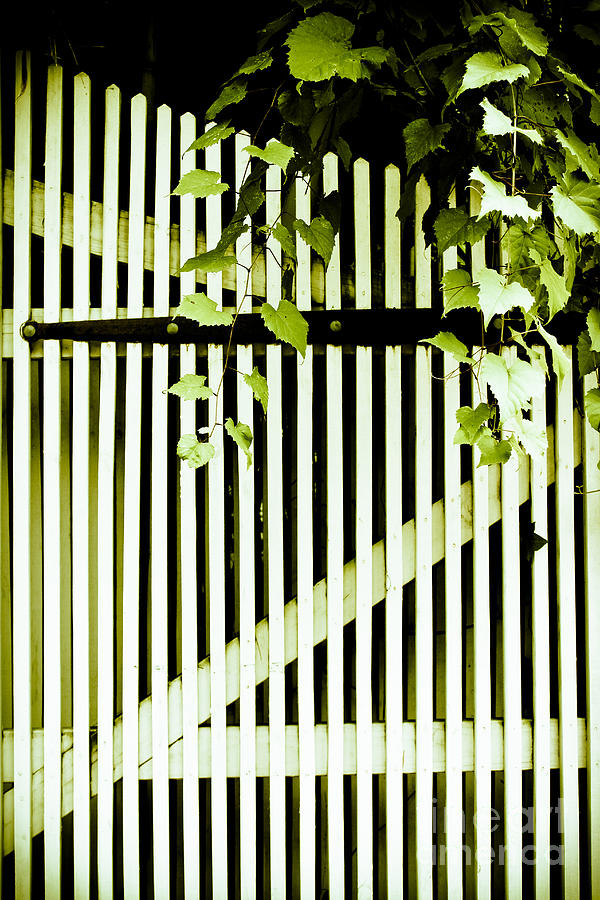 Nature Photograph - Ivy over White Picket Gate by Colleen Kammerer