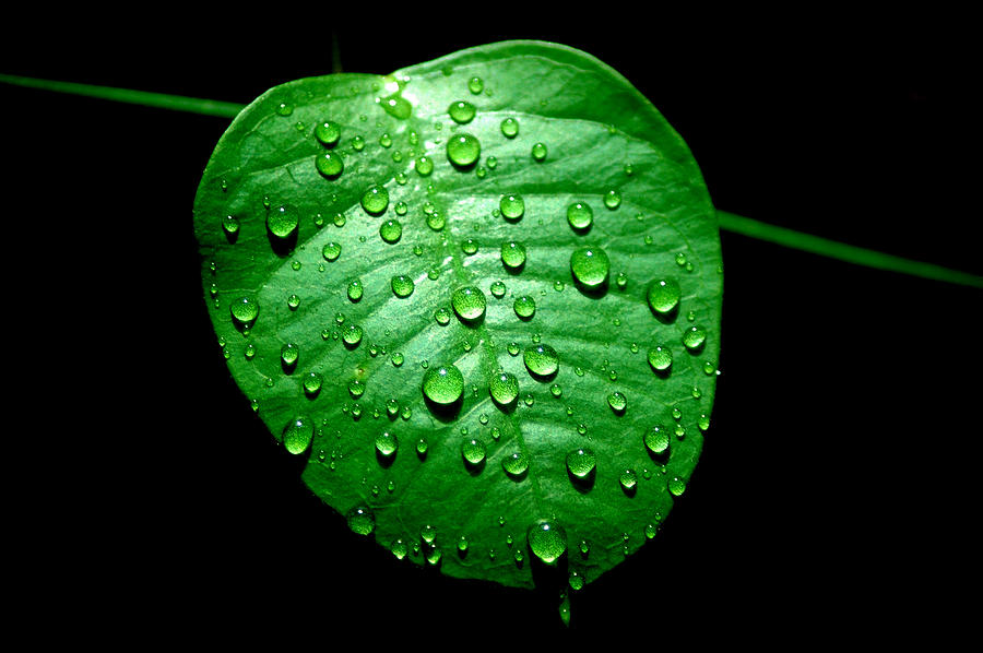 Ivy Rain Photograph by David Weeks