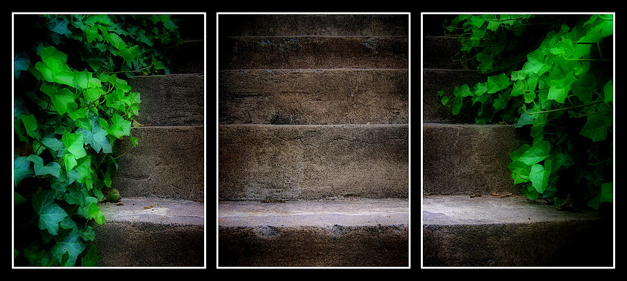 Ivy Steps Triptych  Photograph by Steve Hurt