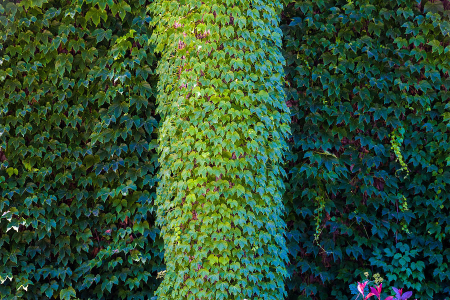 Ivy Tree #2 Photograph by Tommy Farnsworth