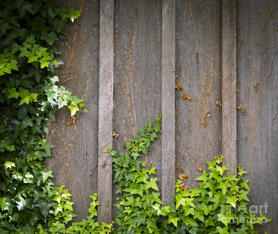Nature Photograph - Ivy Wall Frame by THP Creative