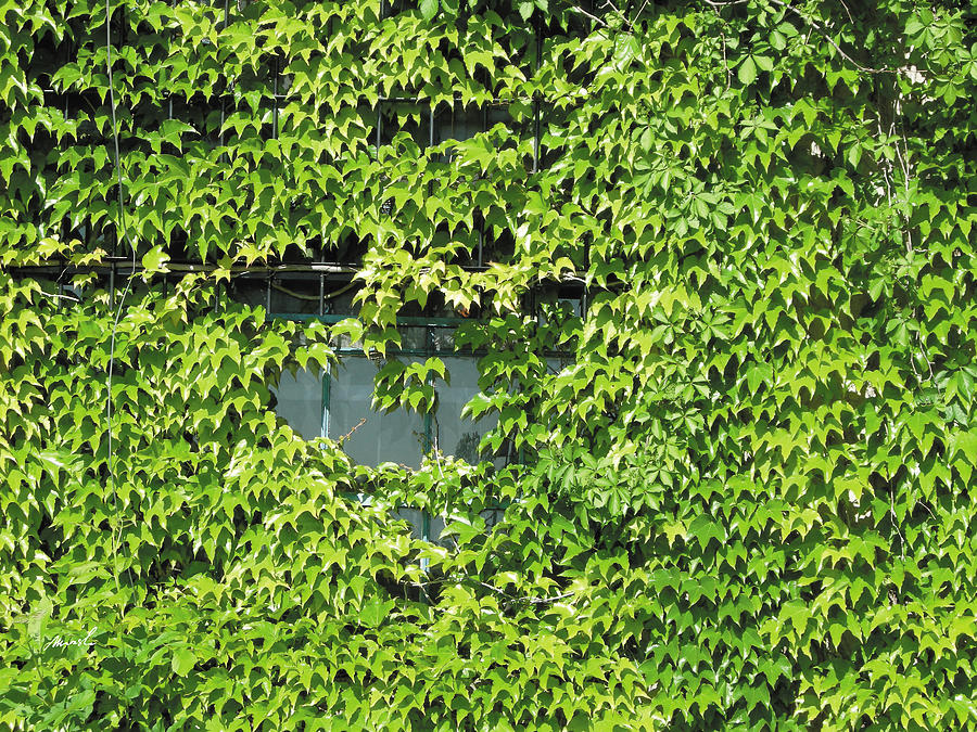 Ivy Window 2 Photograph