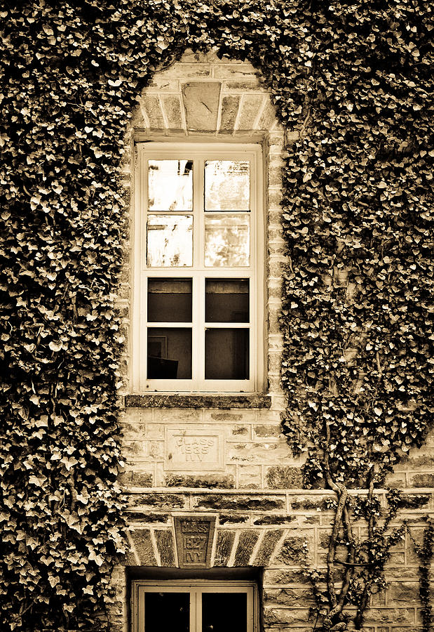 Ivy Windows in Sepia - Princeton University Photograph by Colleen Kammerer