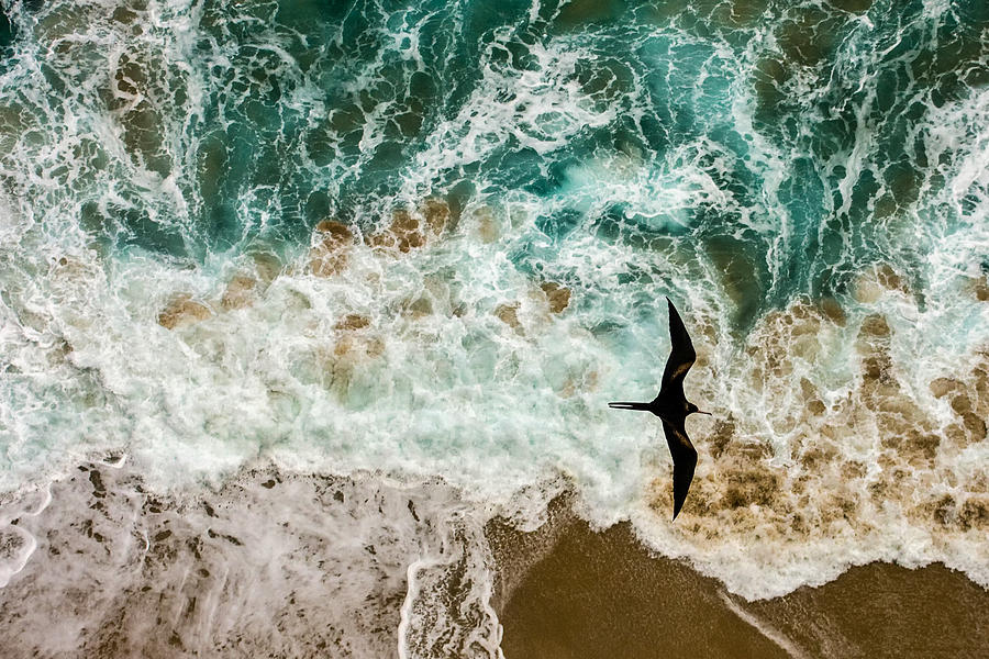 Bird Photograph - Iwa Flight  by Mike Neal
