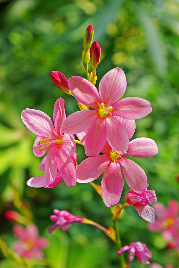 Ixia Flower Photograph by Rich Walter