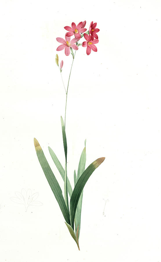 Flower Drawing - Ixia Phlogiflora, Ixia Scariosa Ixia à Fleurs De Phlox by Artokoloro