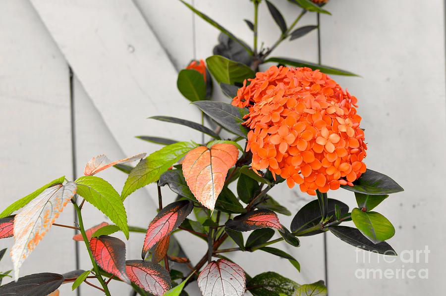 Ixora Flower Photograph by Laura Forde