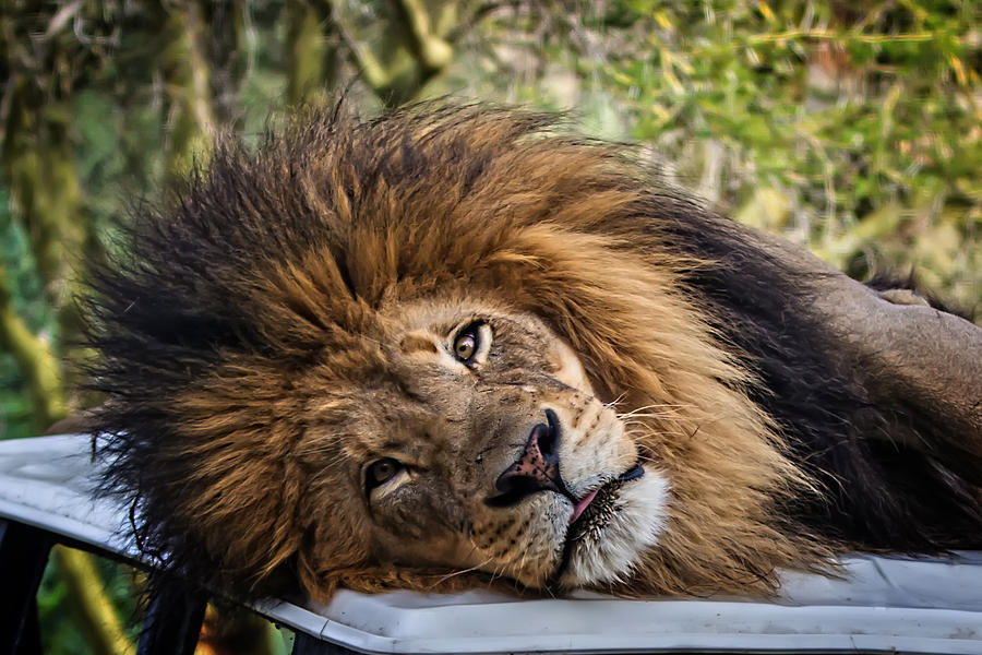Izu the Lion Photograph by John Haldane