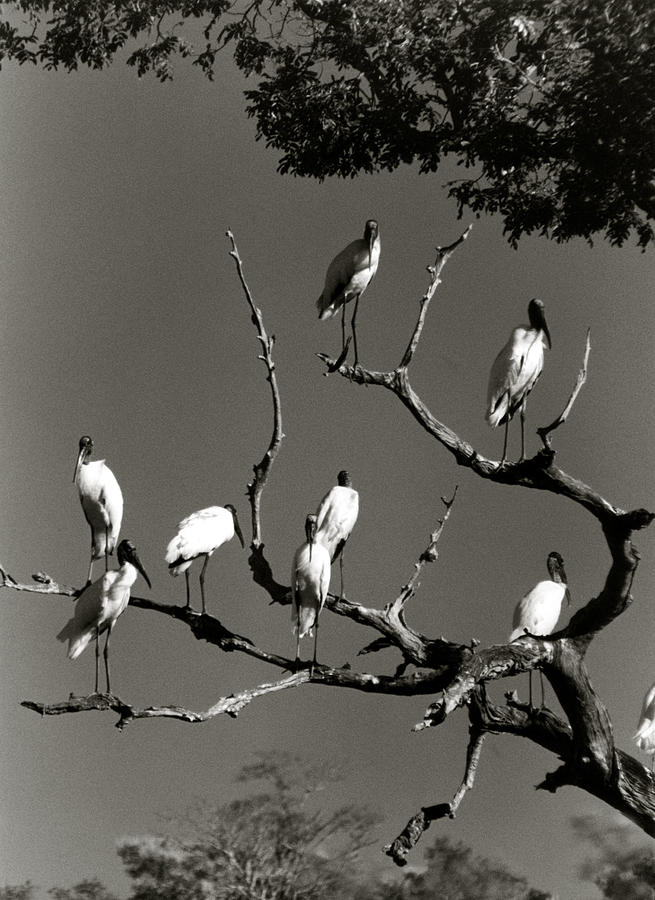 Jabiru Birds Photograph by Amarildo Correa