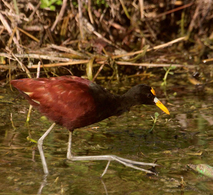 Jacana walking Photograph by Raul Ortiz-Pulido - Fine Art America