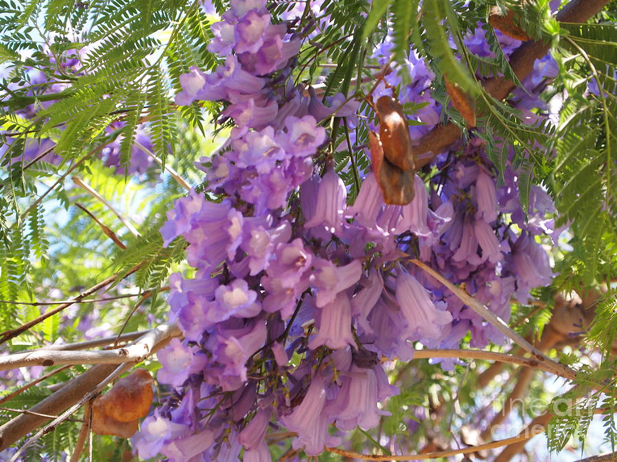 Jacaranda Blossoms 2 Photograph by Nancy Kane Chapman