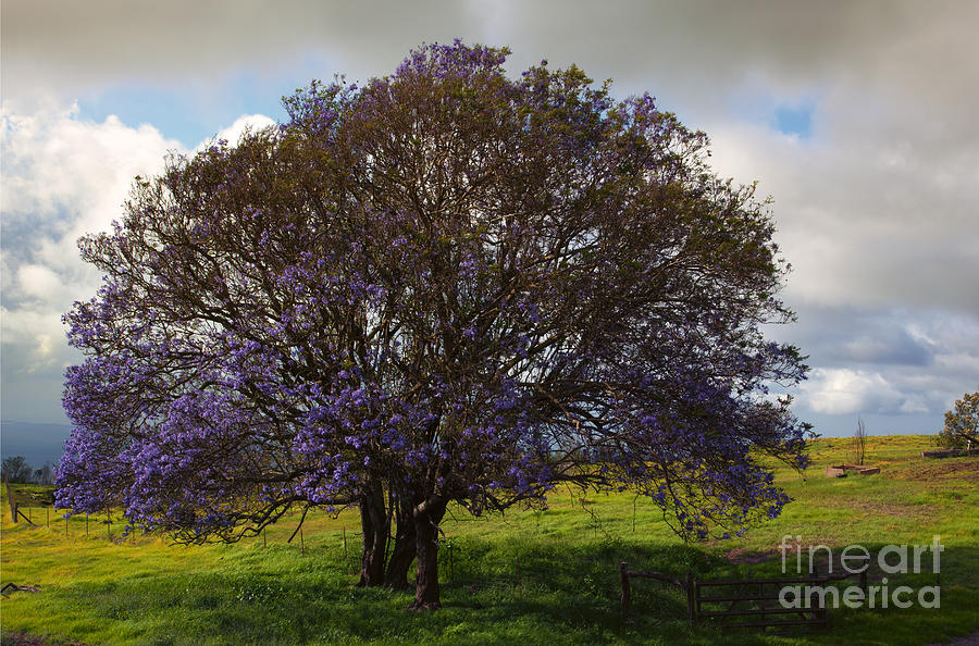 Tree Photograph - Jacaranda Tree by Michael Dawson