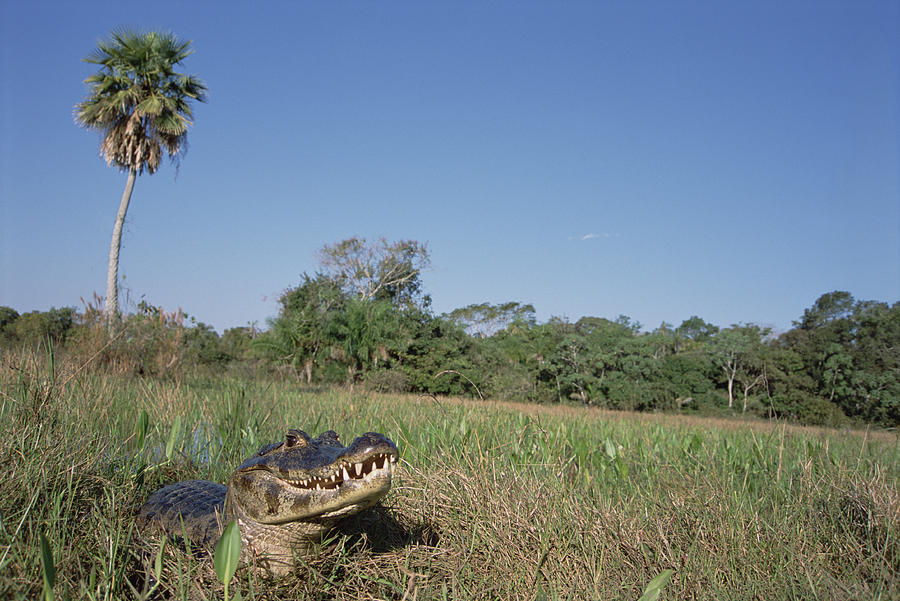 Jacare Caiman In Marshland Pantanal Photograph by Tui De Roy
