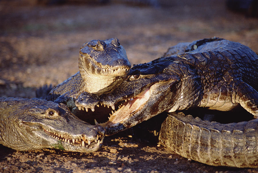 Jacare Caiman Trio Pantanal Brazil Photograph by Tui De Roy - Pixels