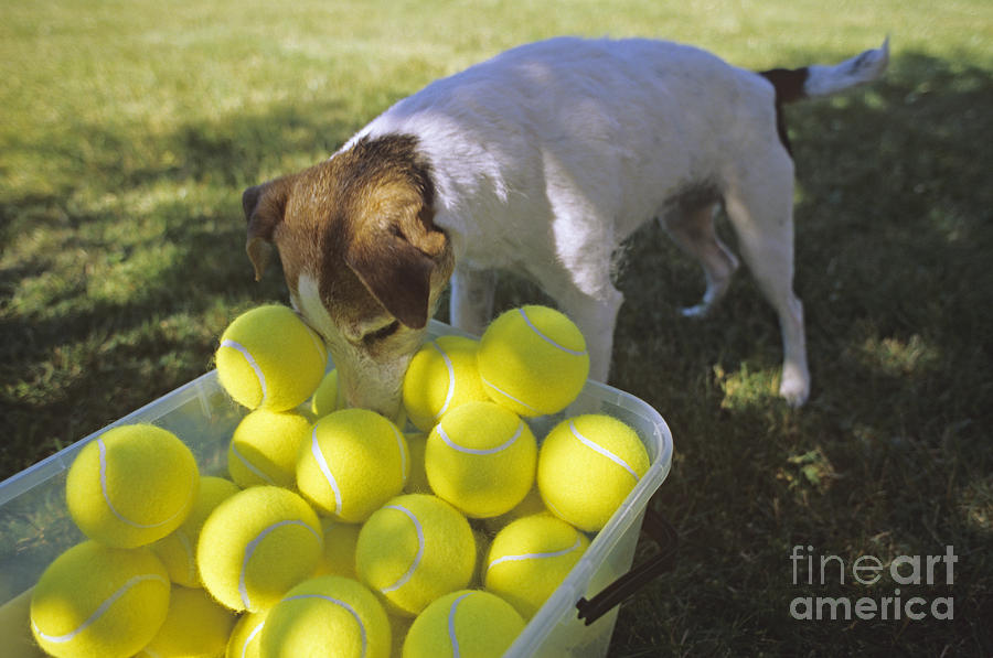Jacj Russell Terrier and tennis balls.tif Photograph by Jim Corwin