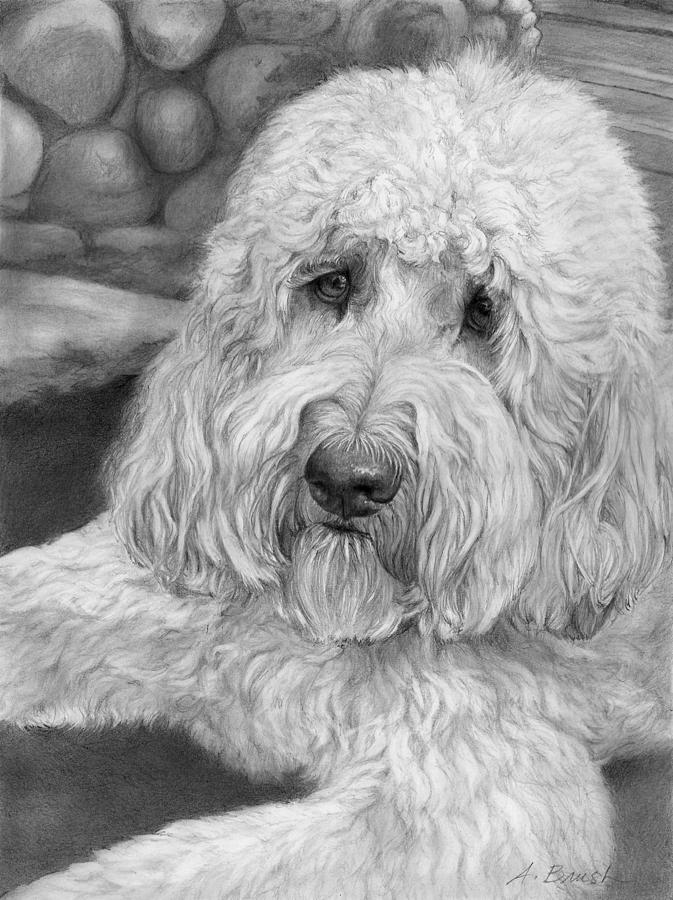 Labradoodle Drawing - Jack by Alison Brush