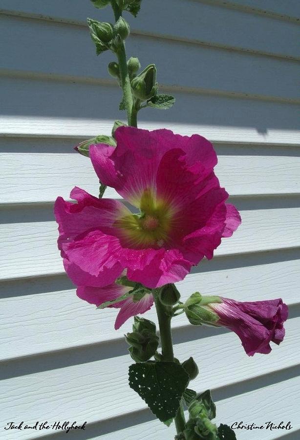 Jack and the Hollyhock Photograph by Christine Nichols