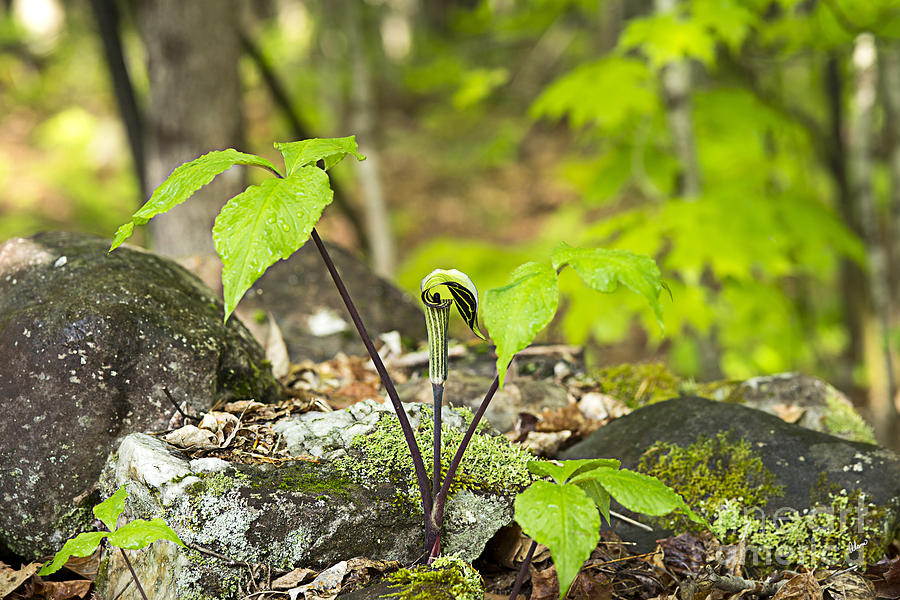 Jack in the Pulpit Photograph by Alana Ranney