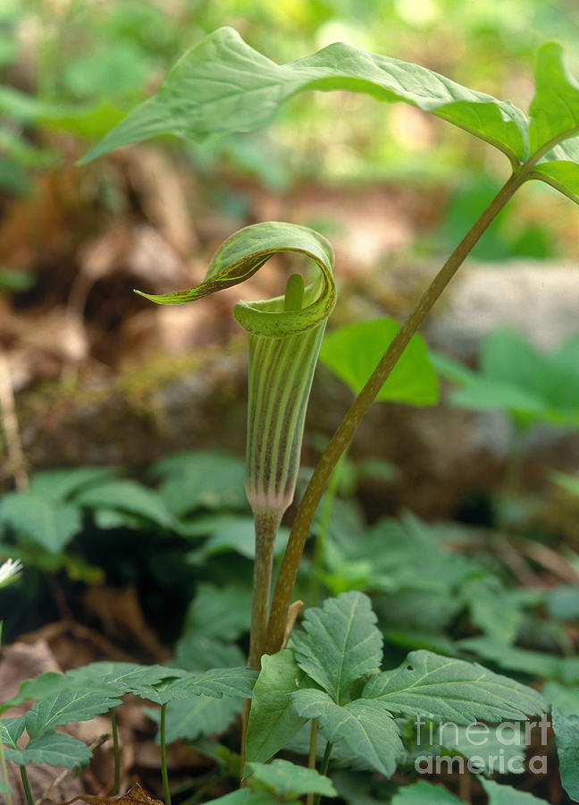 Plant Photograph - Jack-in-the-pulpit Arisaema Triphyllum by David Davis