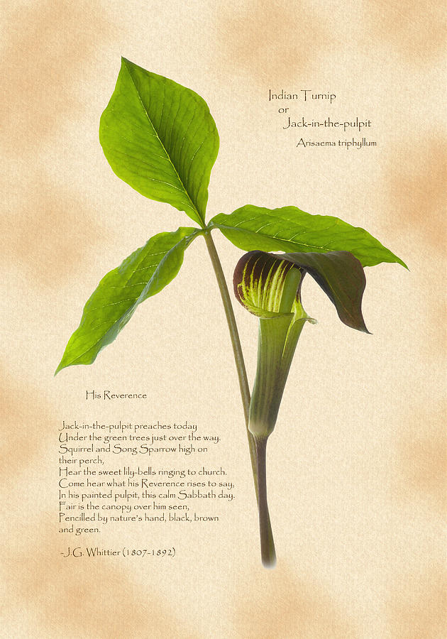 Jack-in-the-pulpit Botanical Print Photograph by Gerald DeBoer