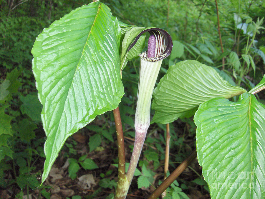Jack in the Pulpit Photograph by Brenda Brown