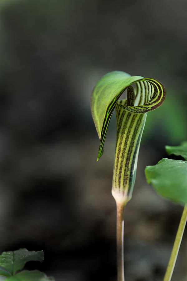 Jack In The Pulpit Photograph