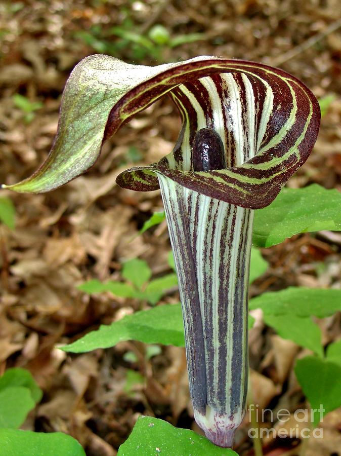 Jack in the Pulpit Photograph by Hominy Valley Photography