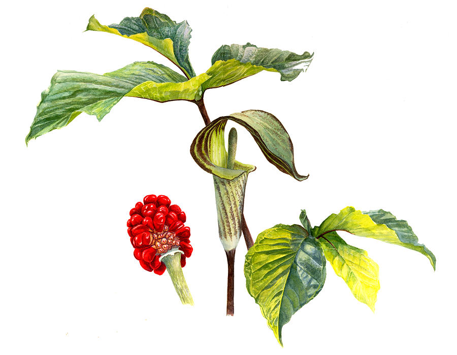 Jack in the Pulpit Painting by Mark Granlund