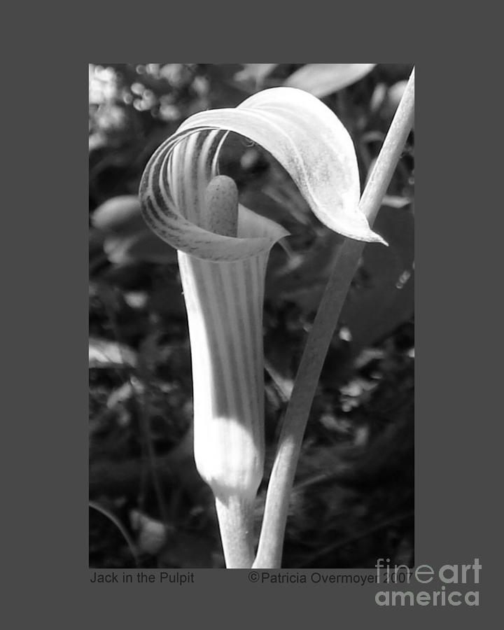 Jack in the Pulpit Photograph by Patricia Overmoyer