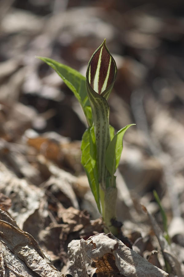 Jack-in-the-pulpit Photograph by Paul Whitten