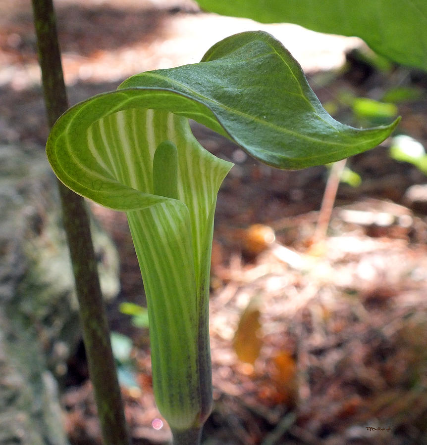 Jack in the Pulpit Plant Photograph by Duane McCullough