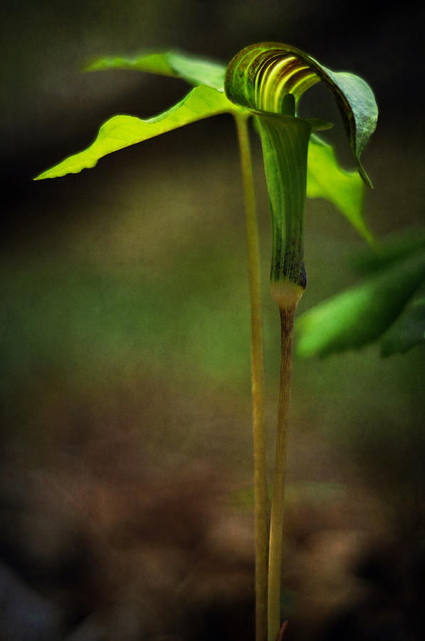 Spring Photograph - Jack-in-the-Pulpit by Rebecca Sherman
