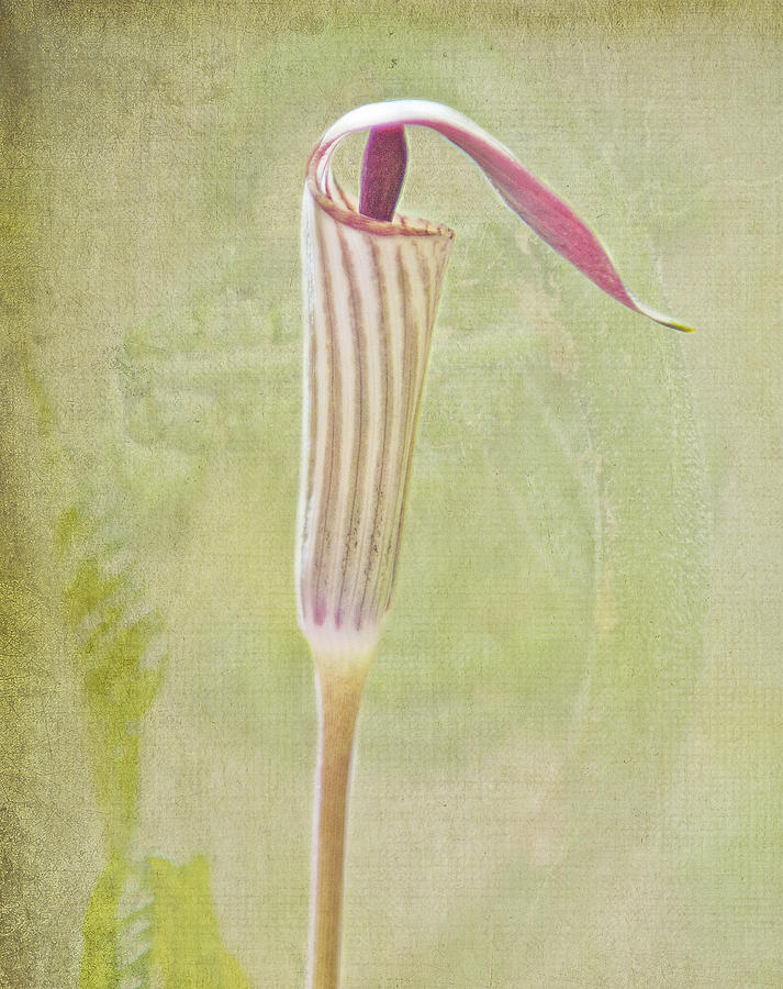 Jack in the Pulpit Photograph by Rick Hartigan