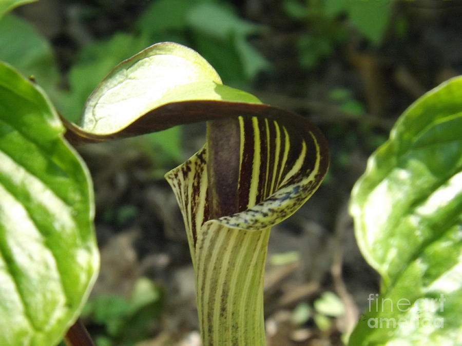 Jack in the Pulpit Sunshine Photograph by Brenda Brown