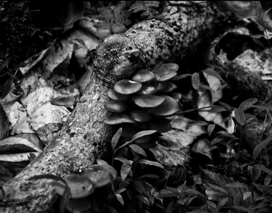 Black And White Photograph - Jack o lantern mushroom by Flees Photos