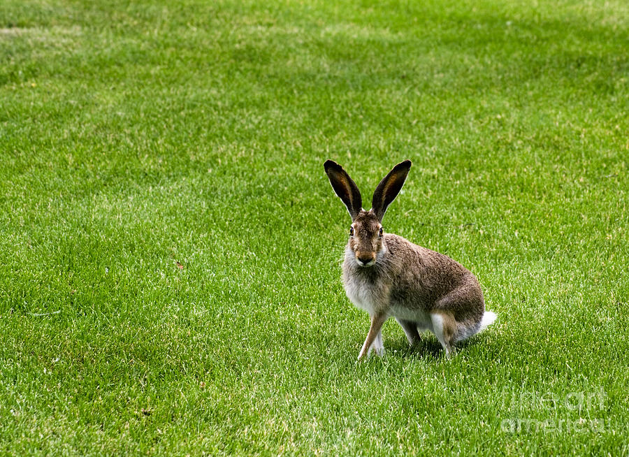 Jack Rabbit Photograph by Charline Xia