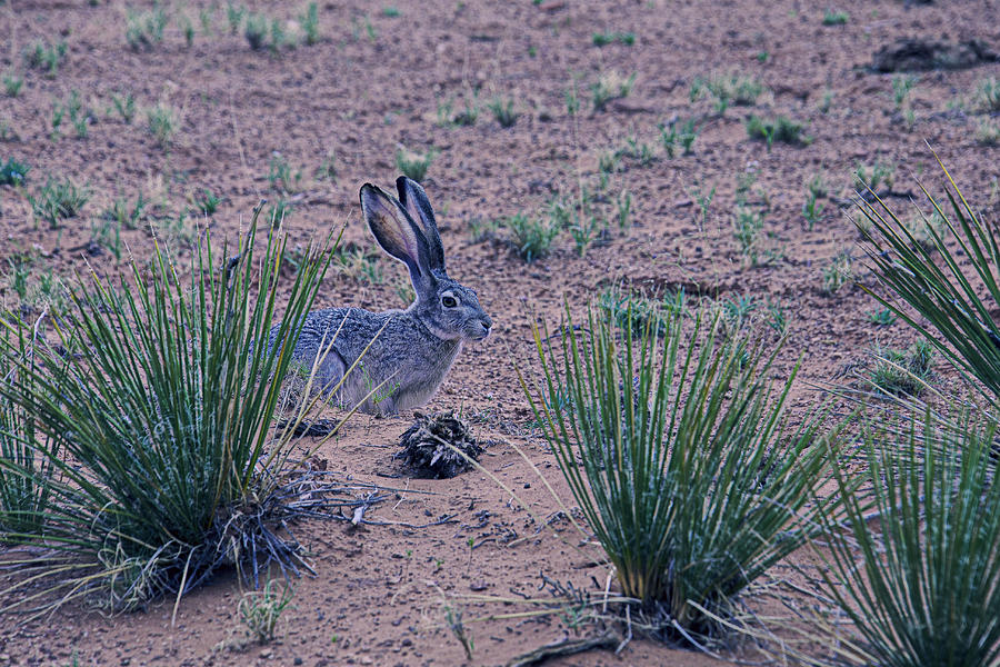 Rabbit Photograph - Jack Rabbit by Garry Gay