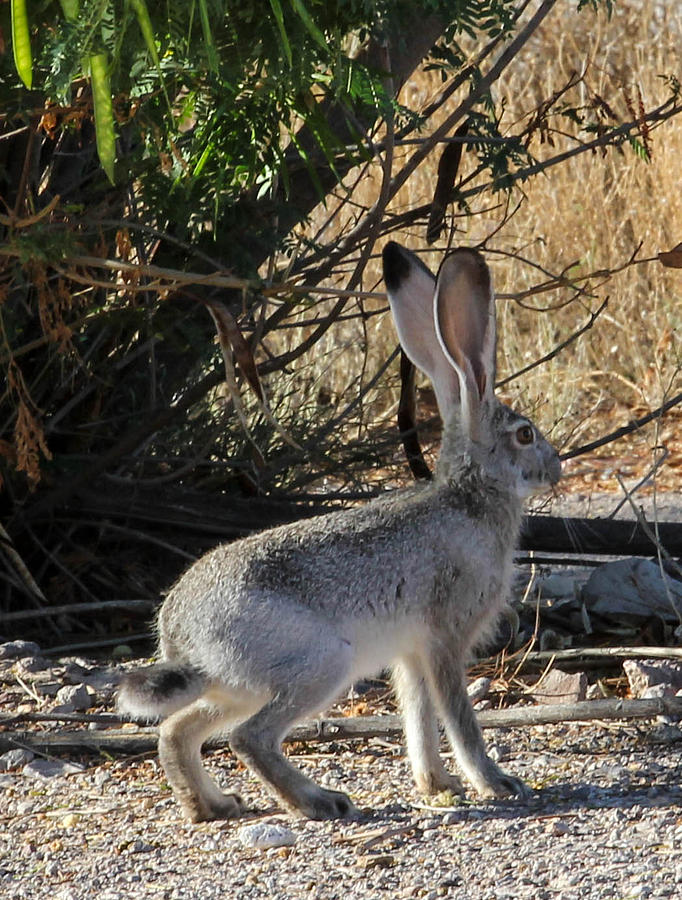 Jack Rabbit Hare Photograph
