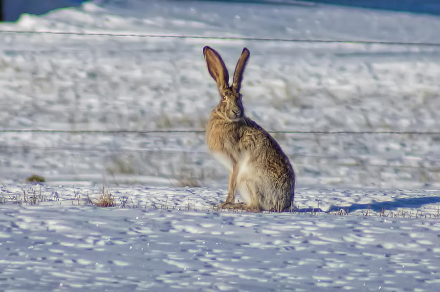 Jack Rabbit in Winter Photograph by Alan Hutchins