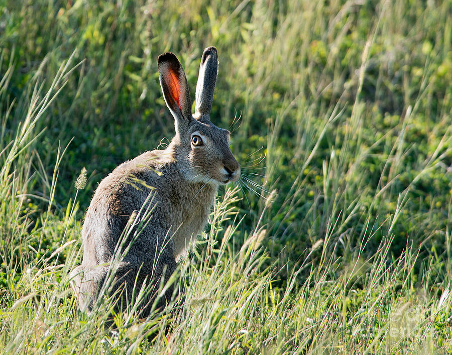 Jack Rabbit Photograph by Shannon Carson