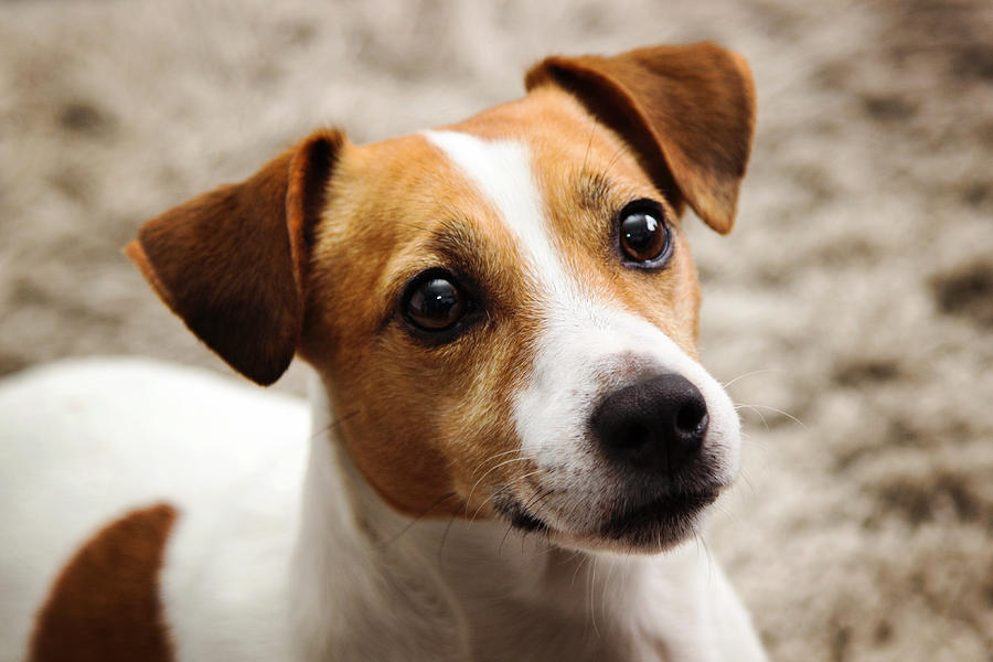 Jack Russel dog Photograph by Helaine Weide