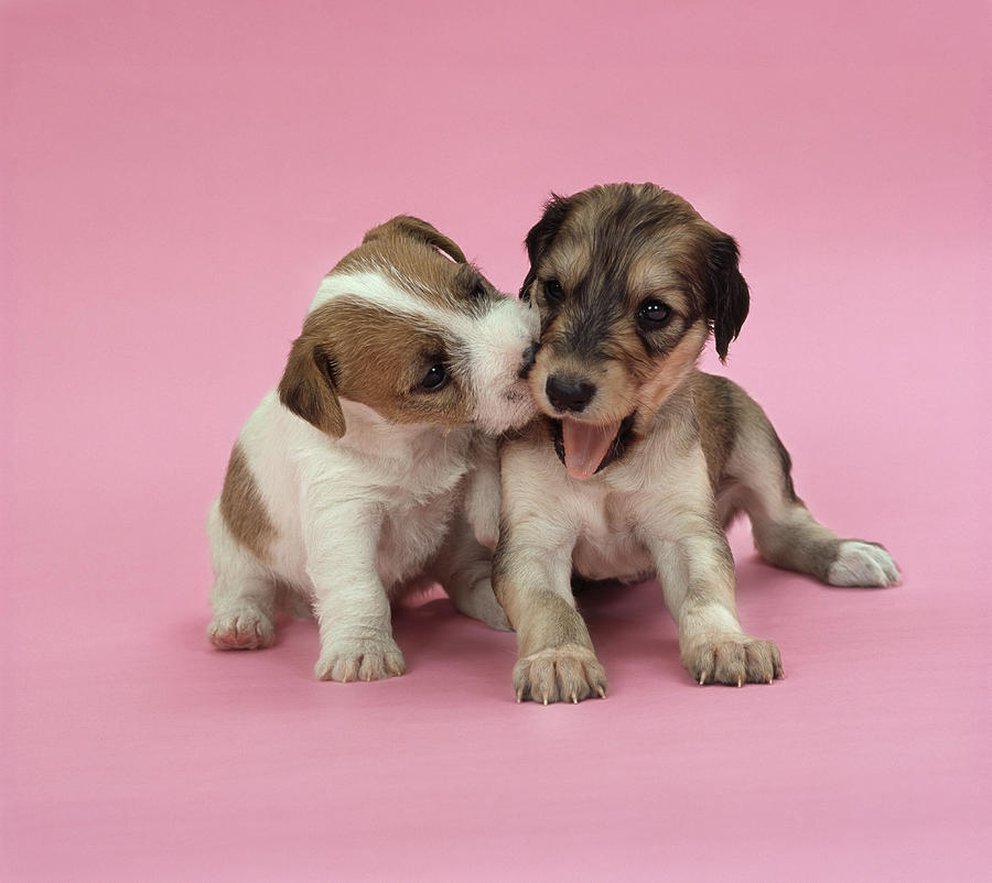 jack russell mix puppies