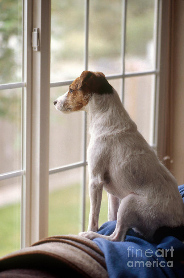 Jack Russell At Window Photograph by Jim Corwin
