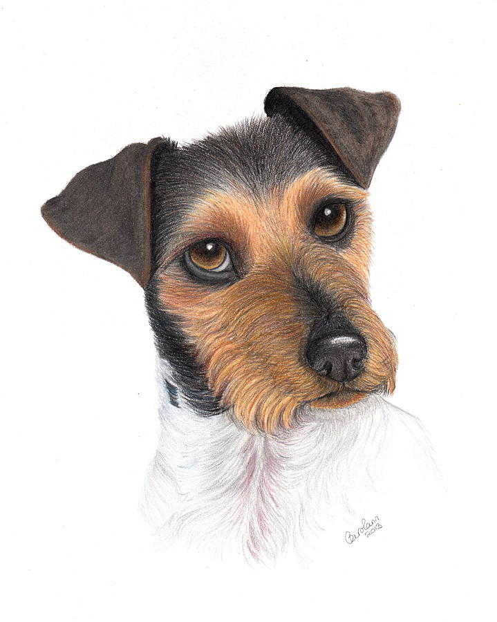 Jack Russell Drawing by Carol Doran Fine Art America