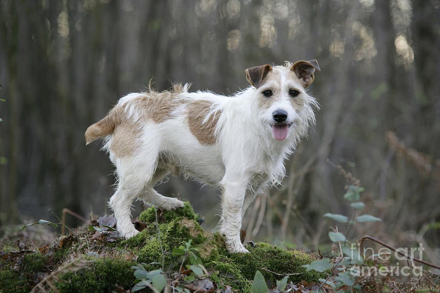 Jack Russell Dog In Autumn Setting Photograph by John Daniels