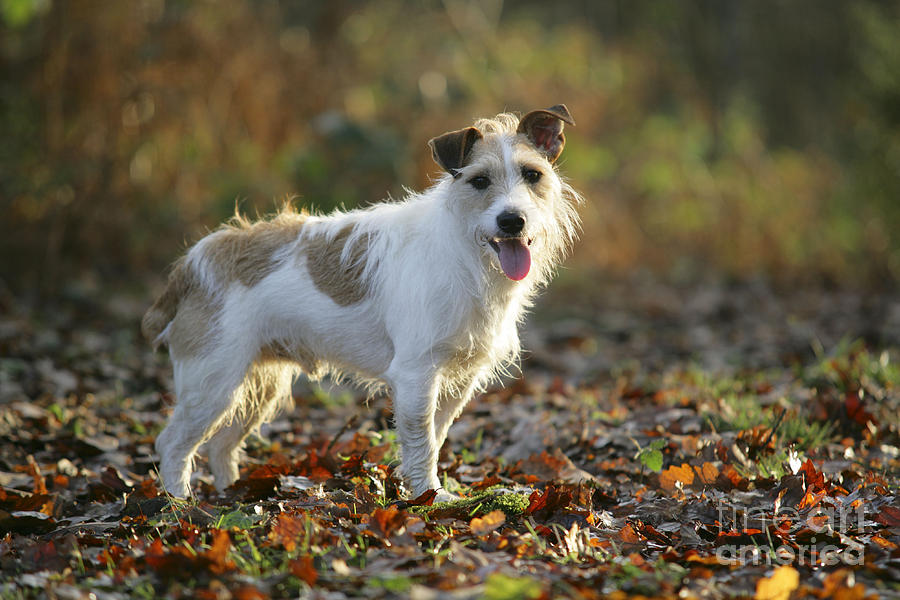 Jack Russell Dog Photograph by John Daniels