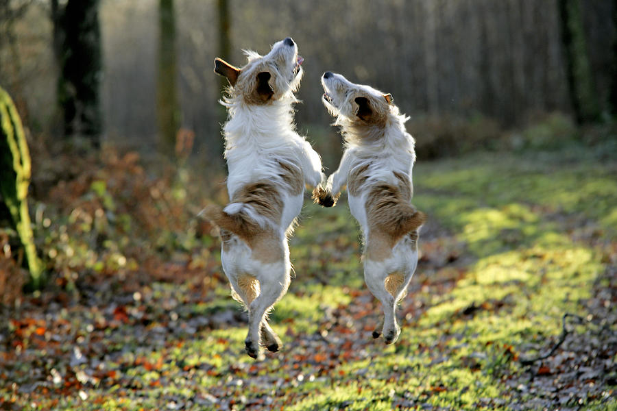 Jack Russell Dogs Photograph by John Daniels